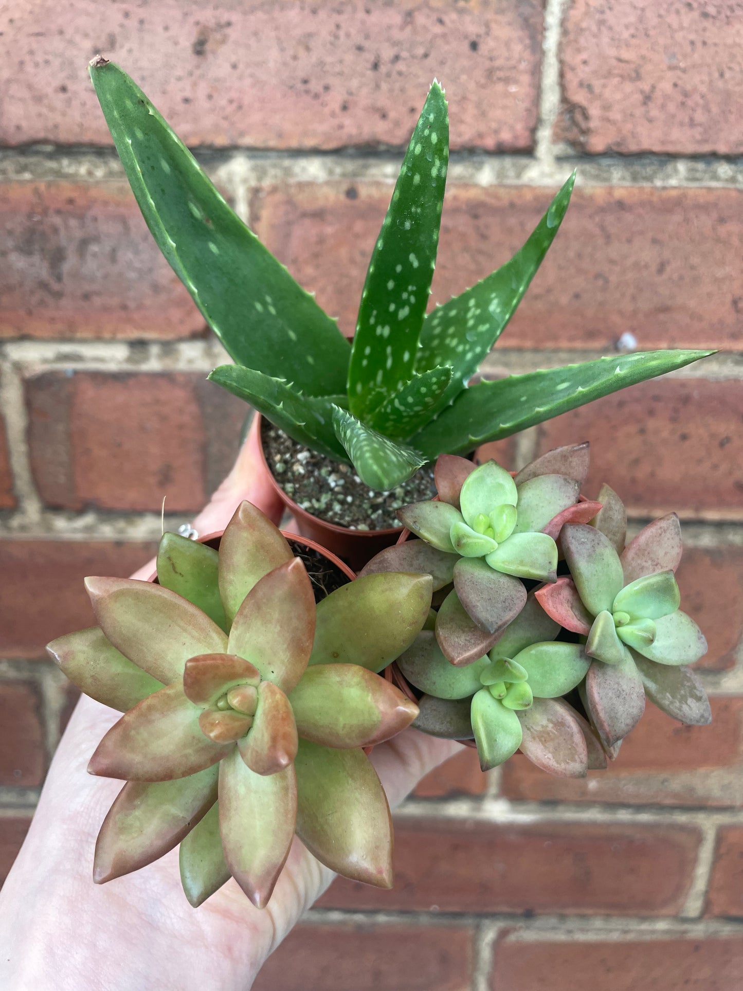 Succulent Mix Mystery Box