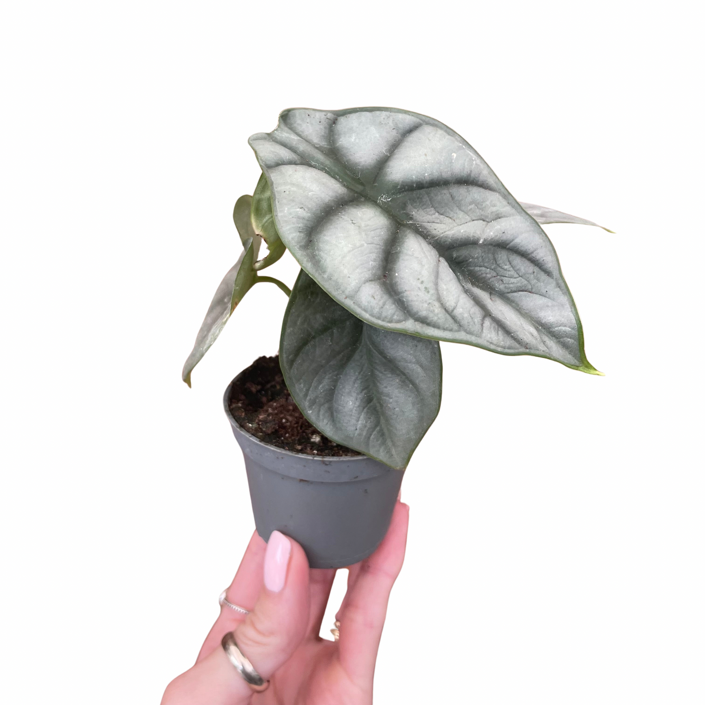 Baby Alocasia Silver Dragon