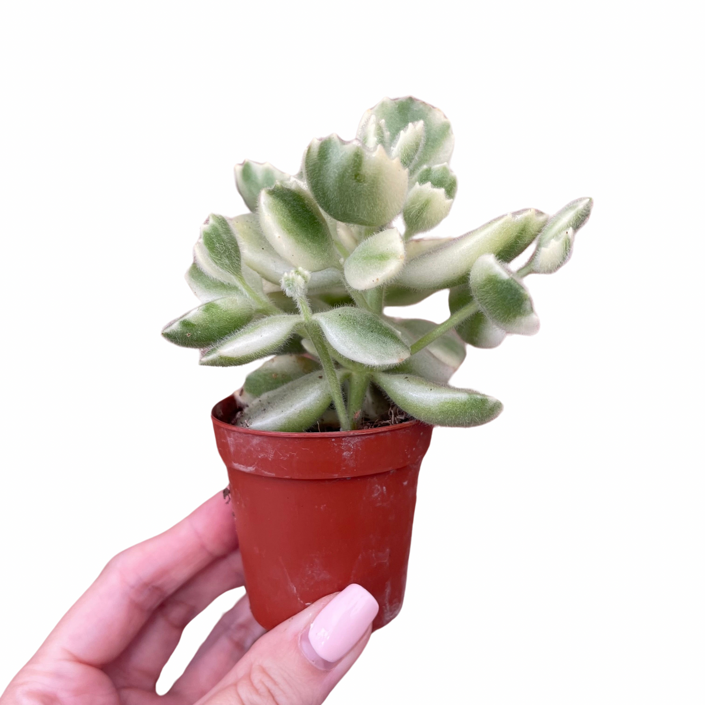 Baby Bear Paw Cotyledon Tomentosa Variegata