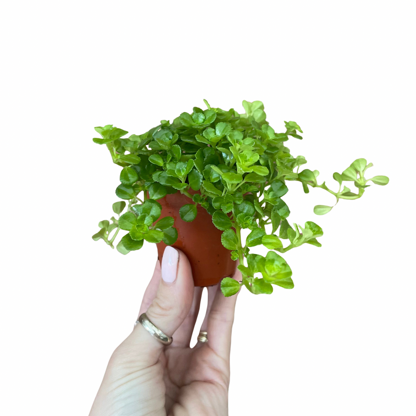 Baby Pilea Depressa