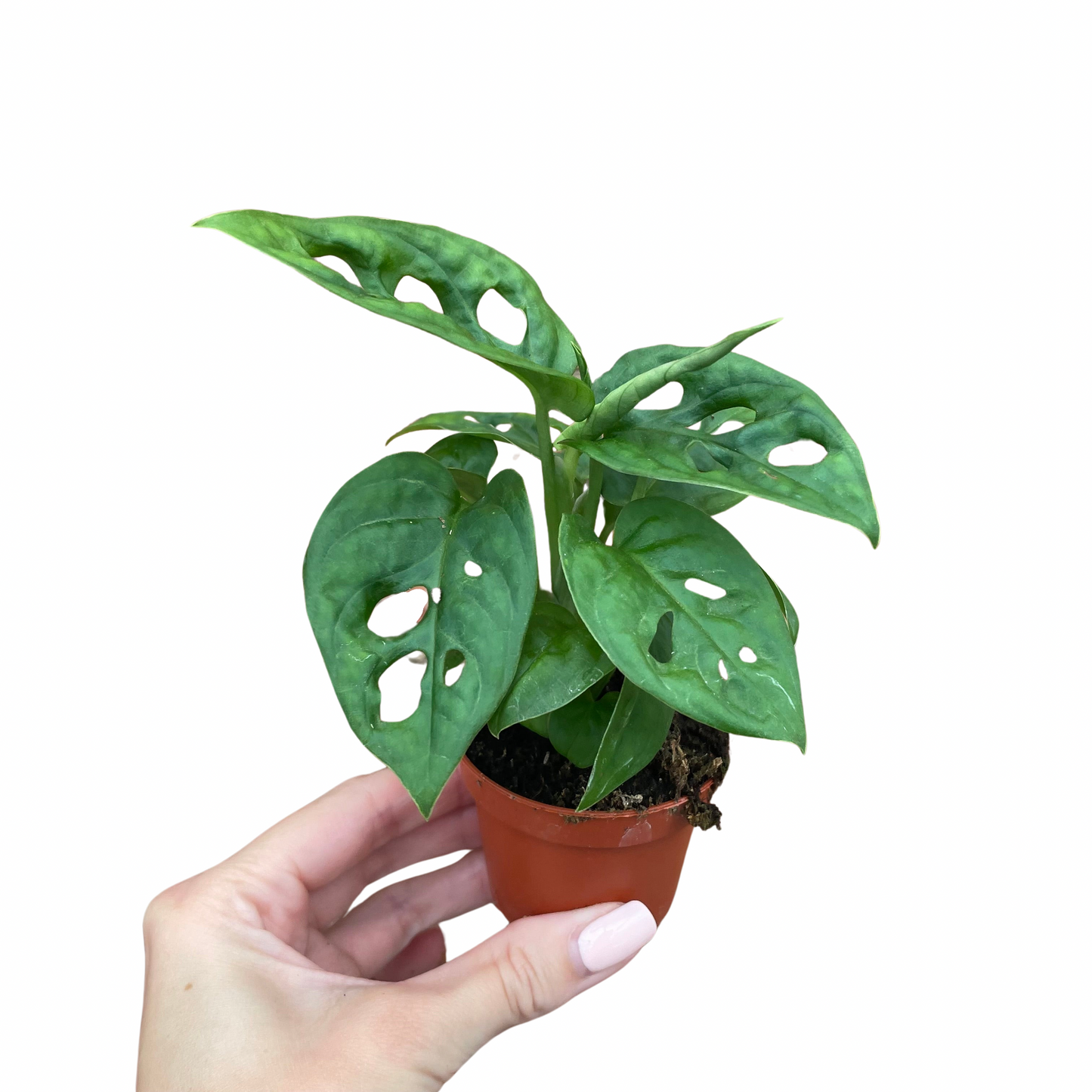 Baby Monstera Adansonii Monkey Mask