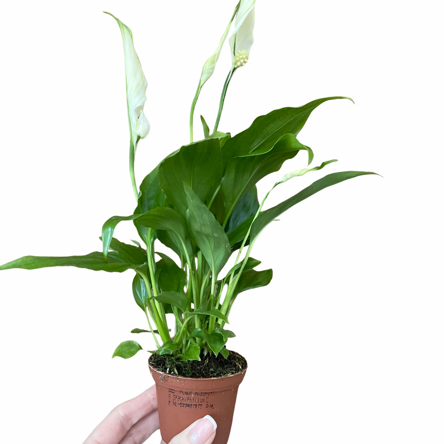 Baby Peace Lily