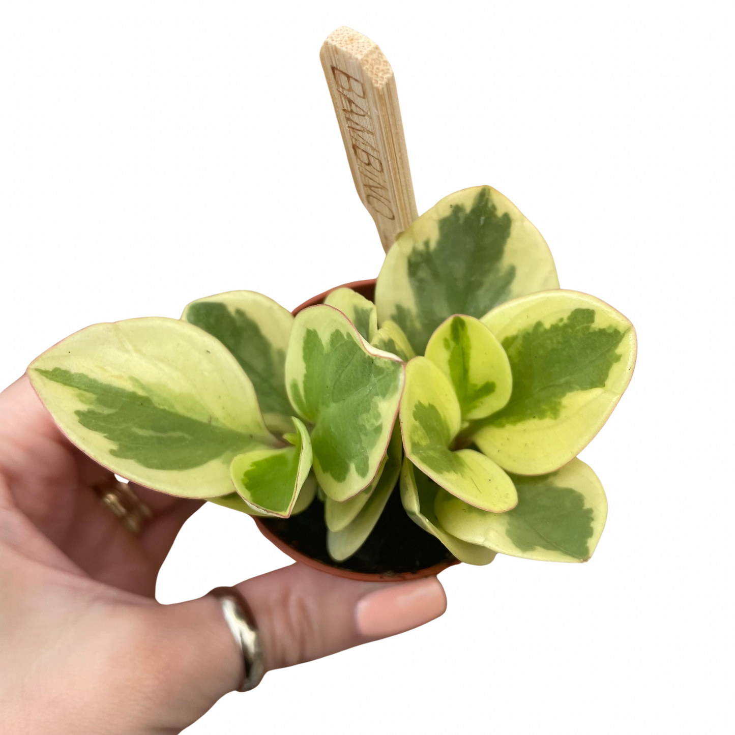 Baby Peperomia Obtusifolia Variegata