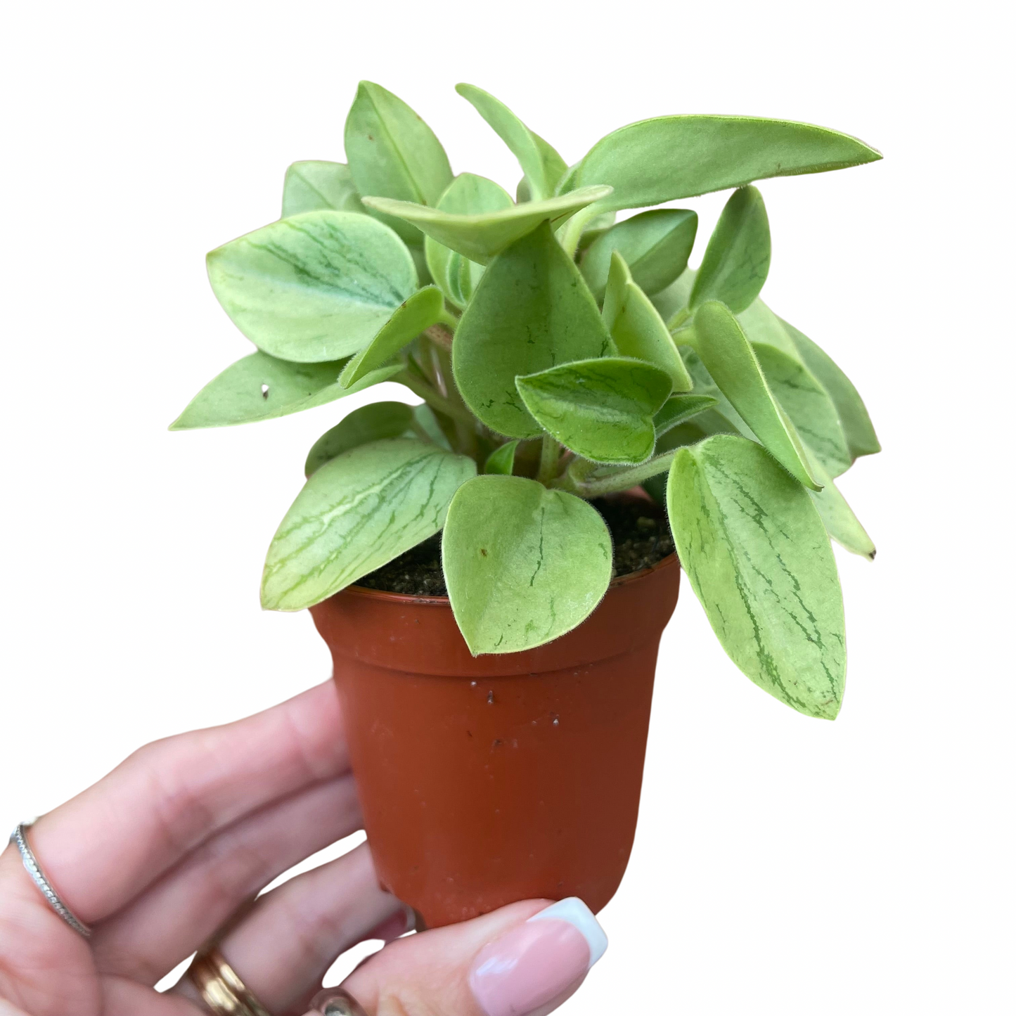 Baby Peperomia Orba Pixie Lime Variegated