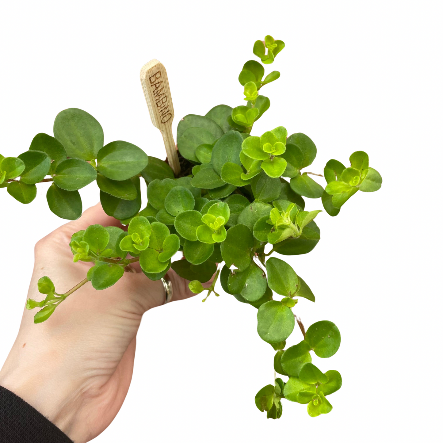 Baby Peperomia Trailing Jade Plant Rotundifolia