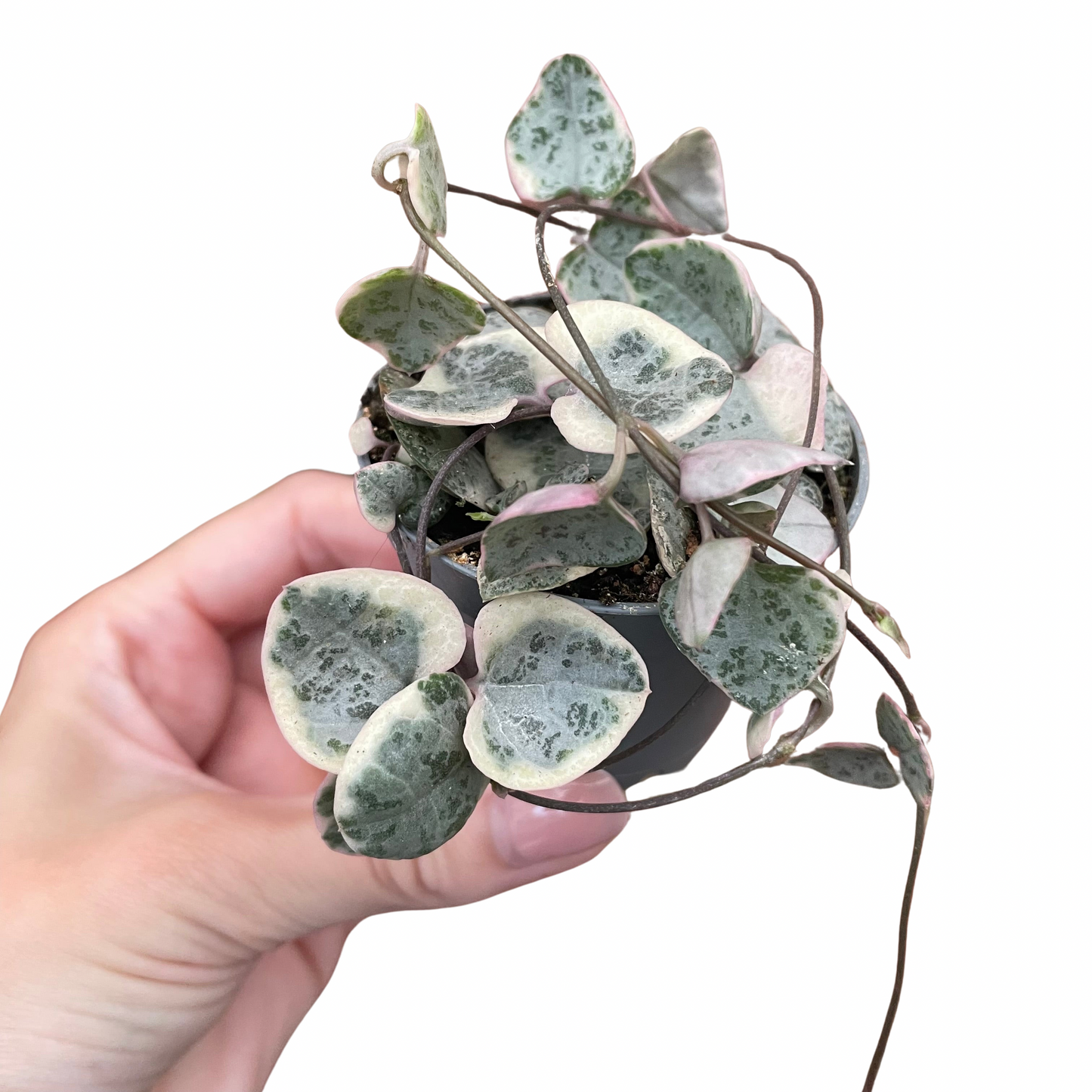 Baby Variegated String of Hearts Ceropegia Woodii