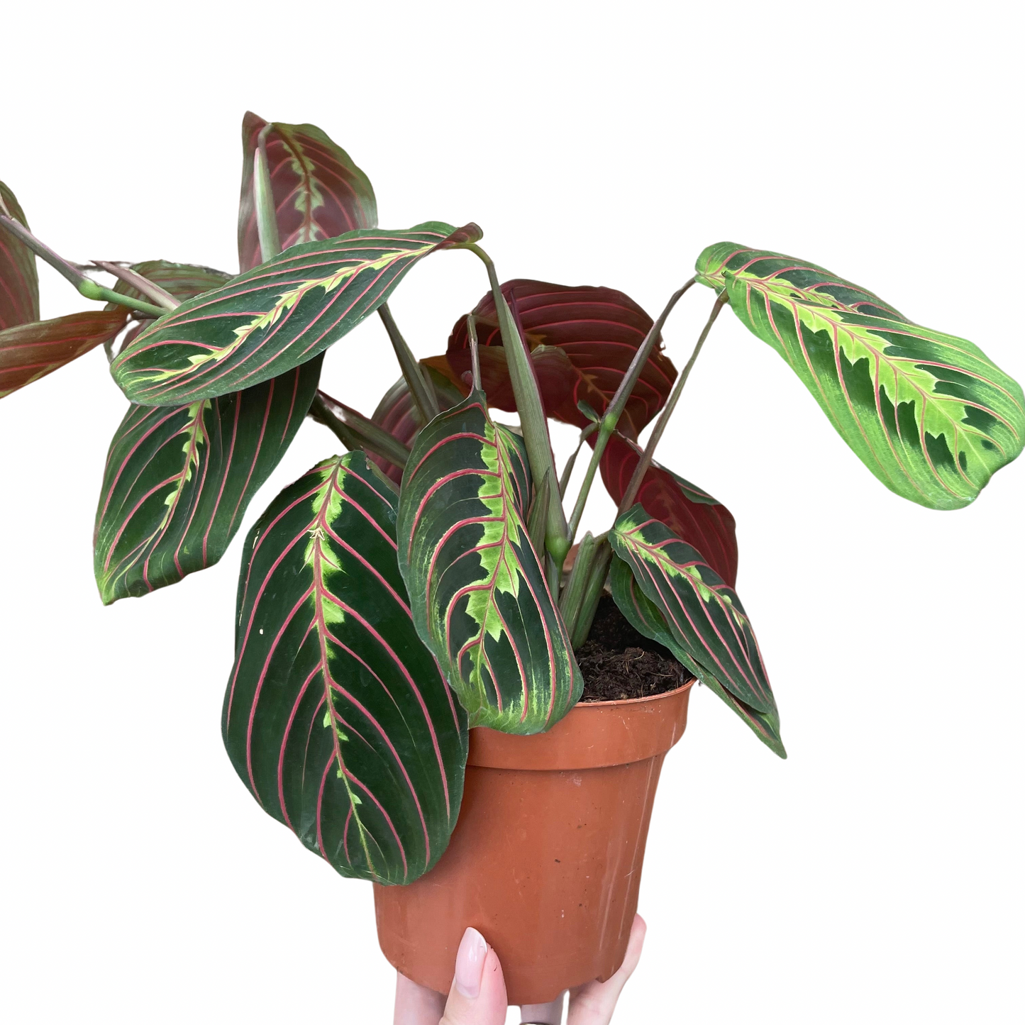 Maranta Fascinator Prayer Plant