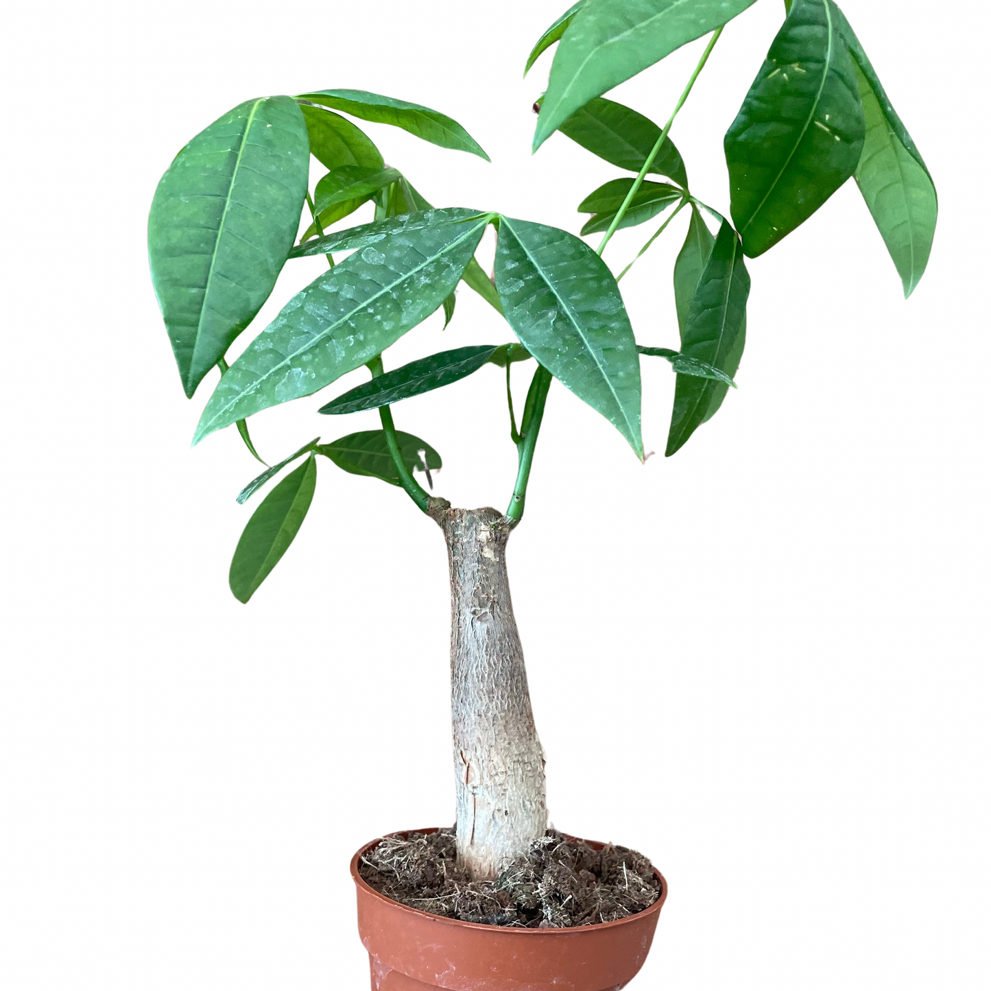 Pachira Aquatica Money Tree