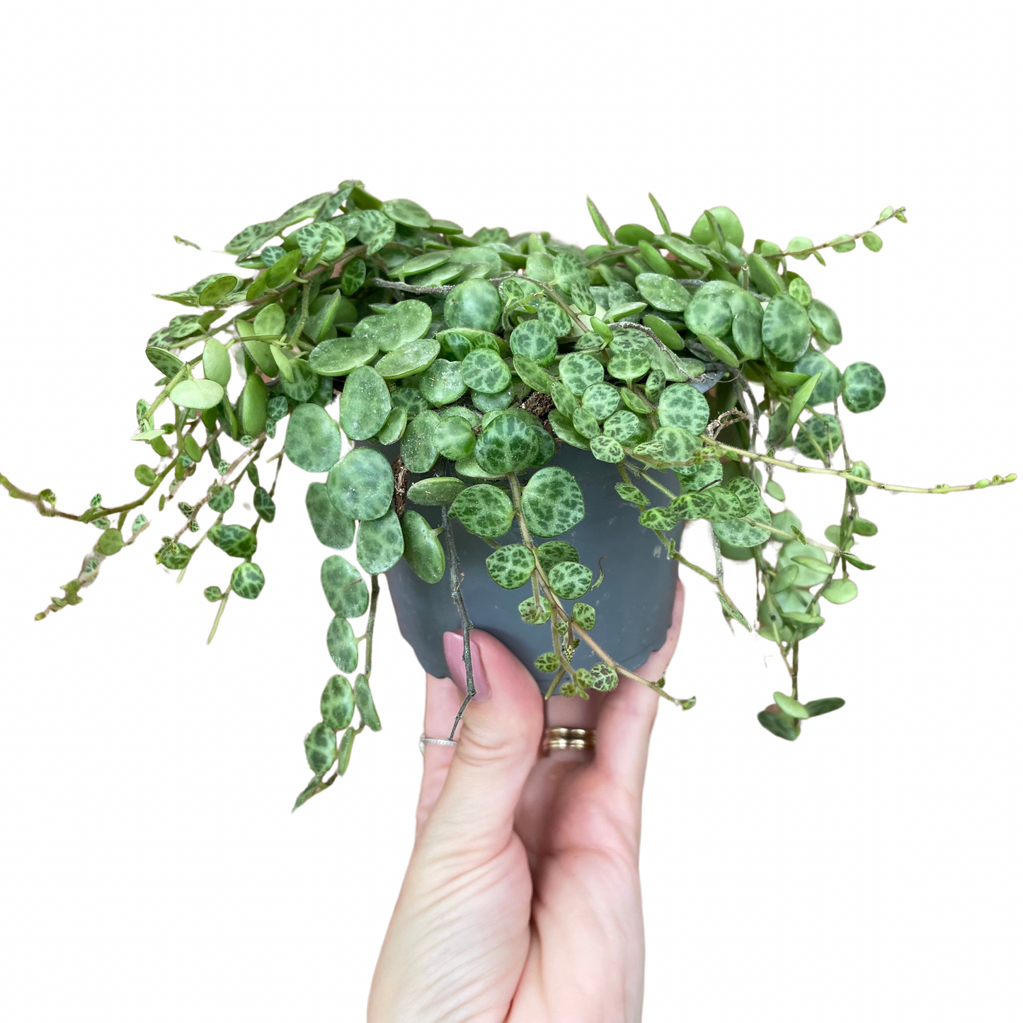 Peperomia Prostrata/String Of Turtles