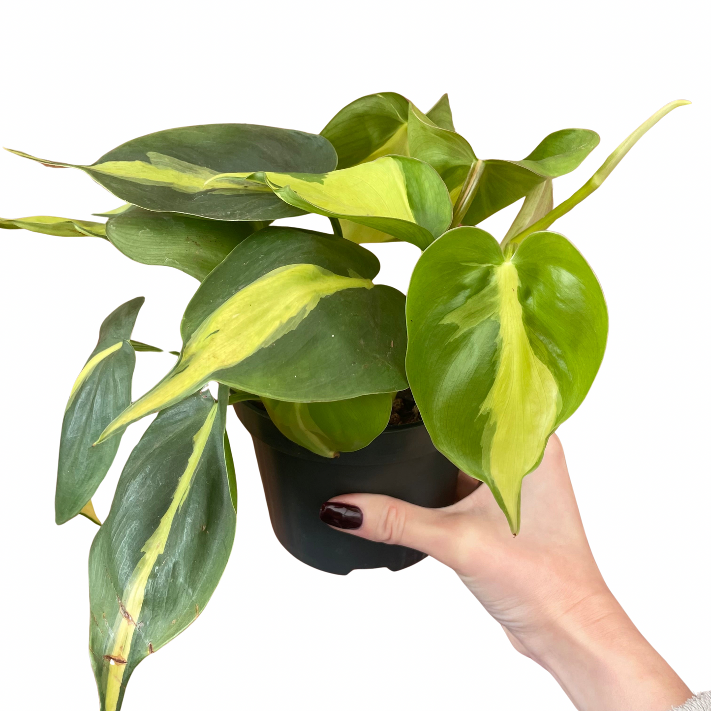 Philodendron Brasil
