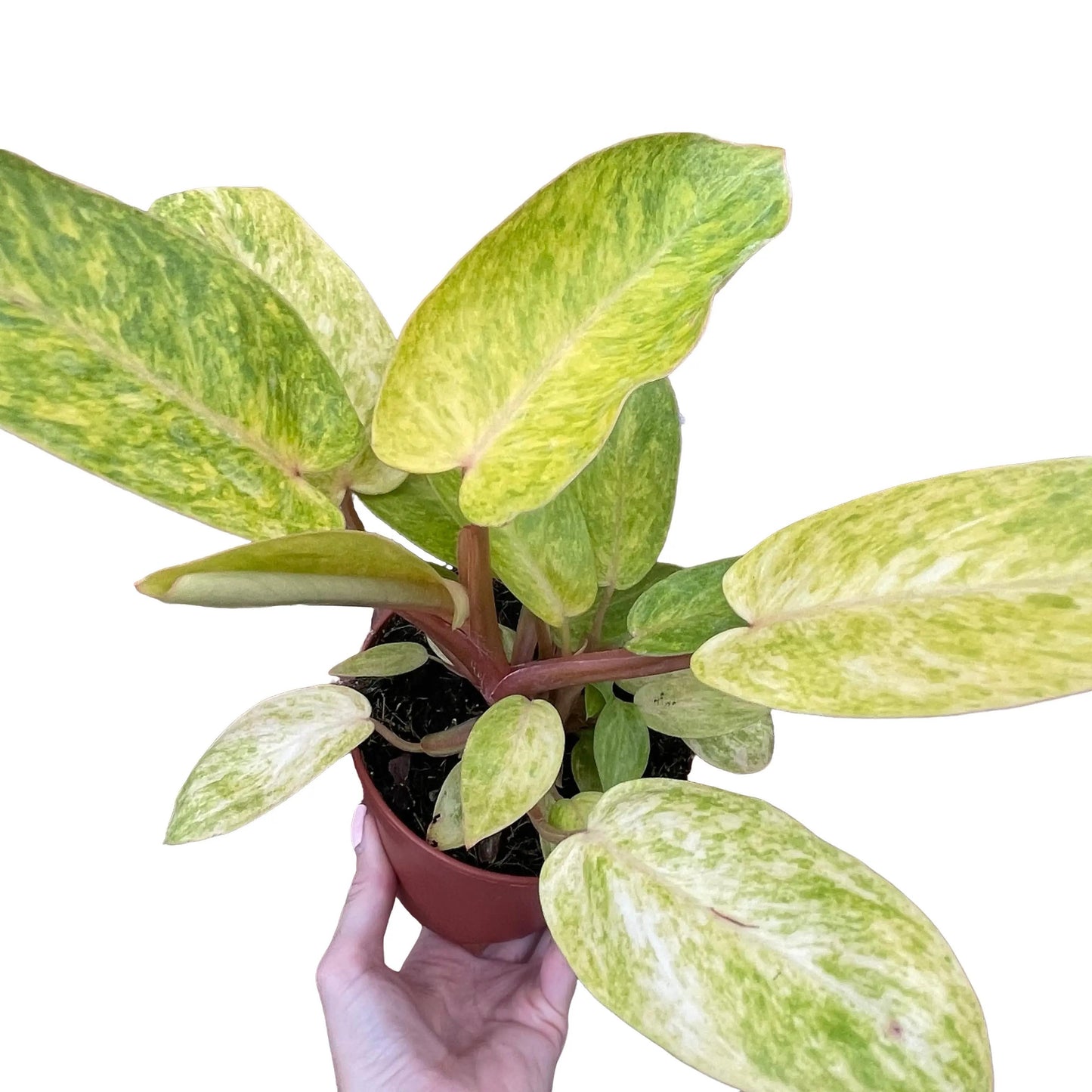 Philodendron Painted Lady
