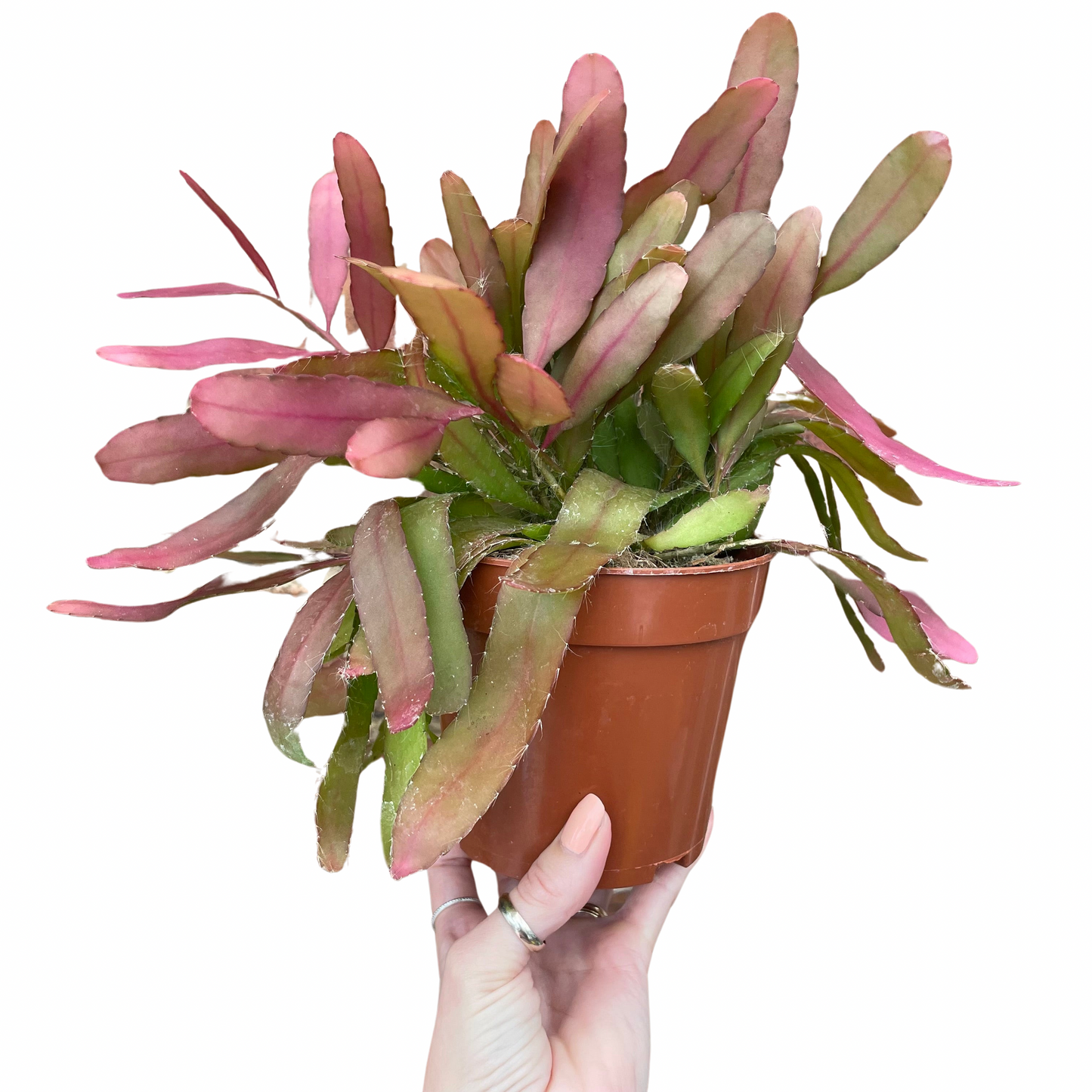 Rhipsalis Red Coral