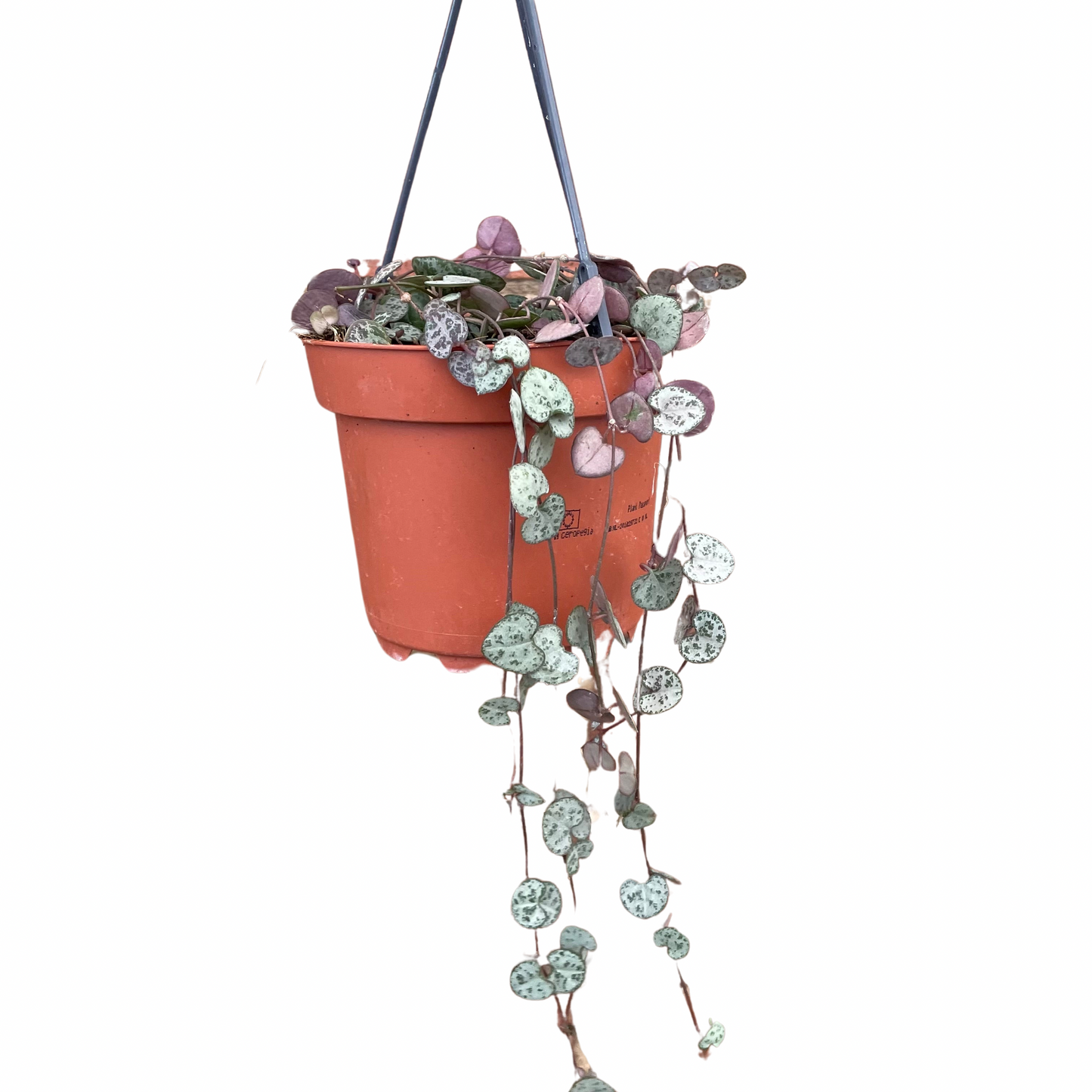 String Of Hearts Ceropegia Woodii