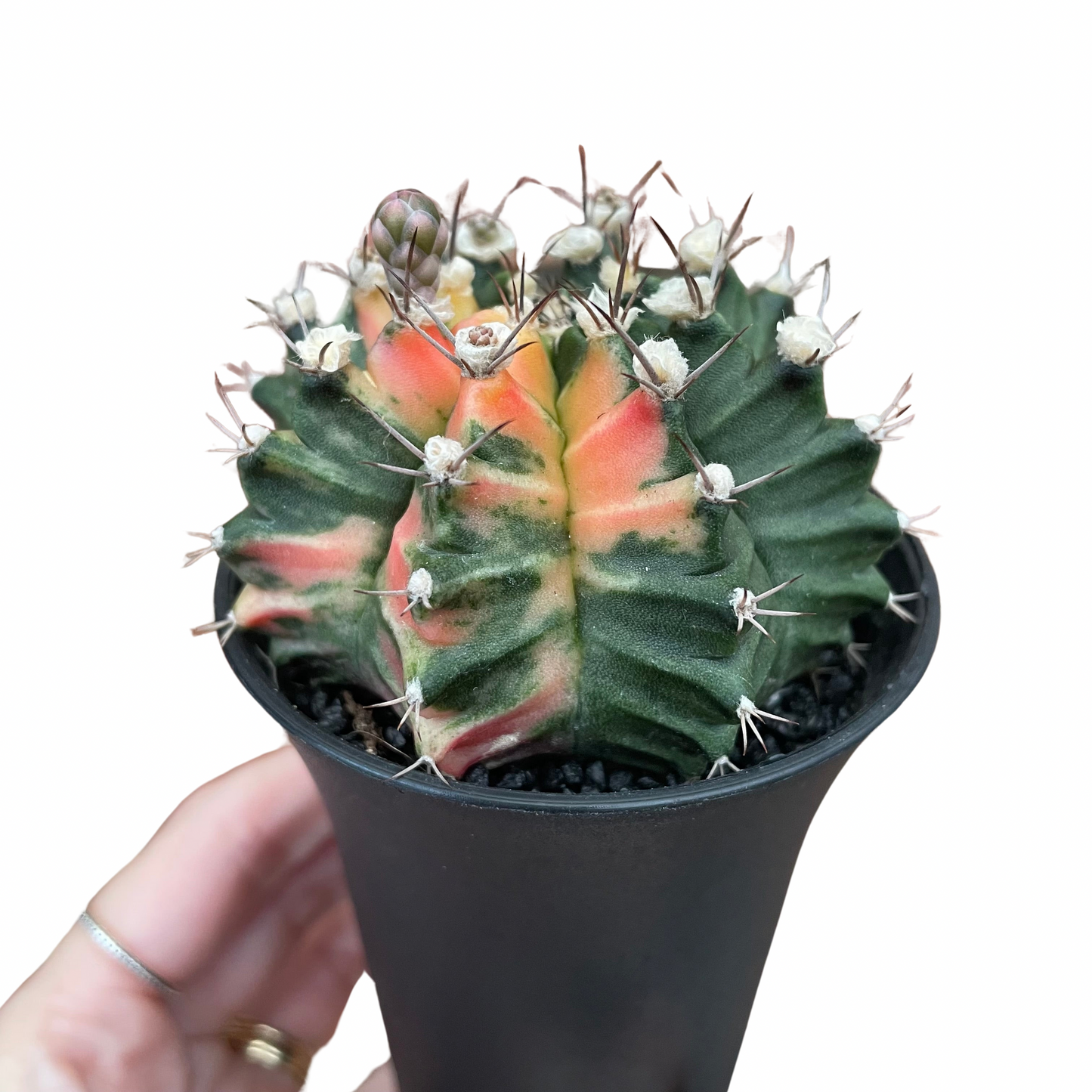 Variegated Gymnocalycium Cactus