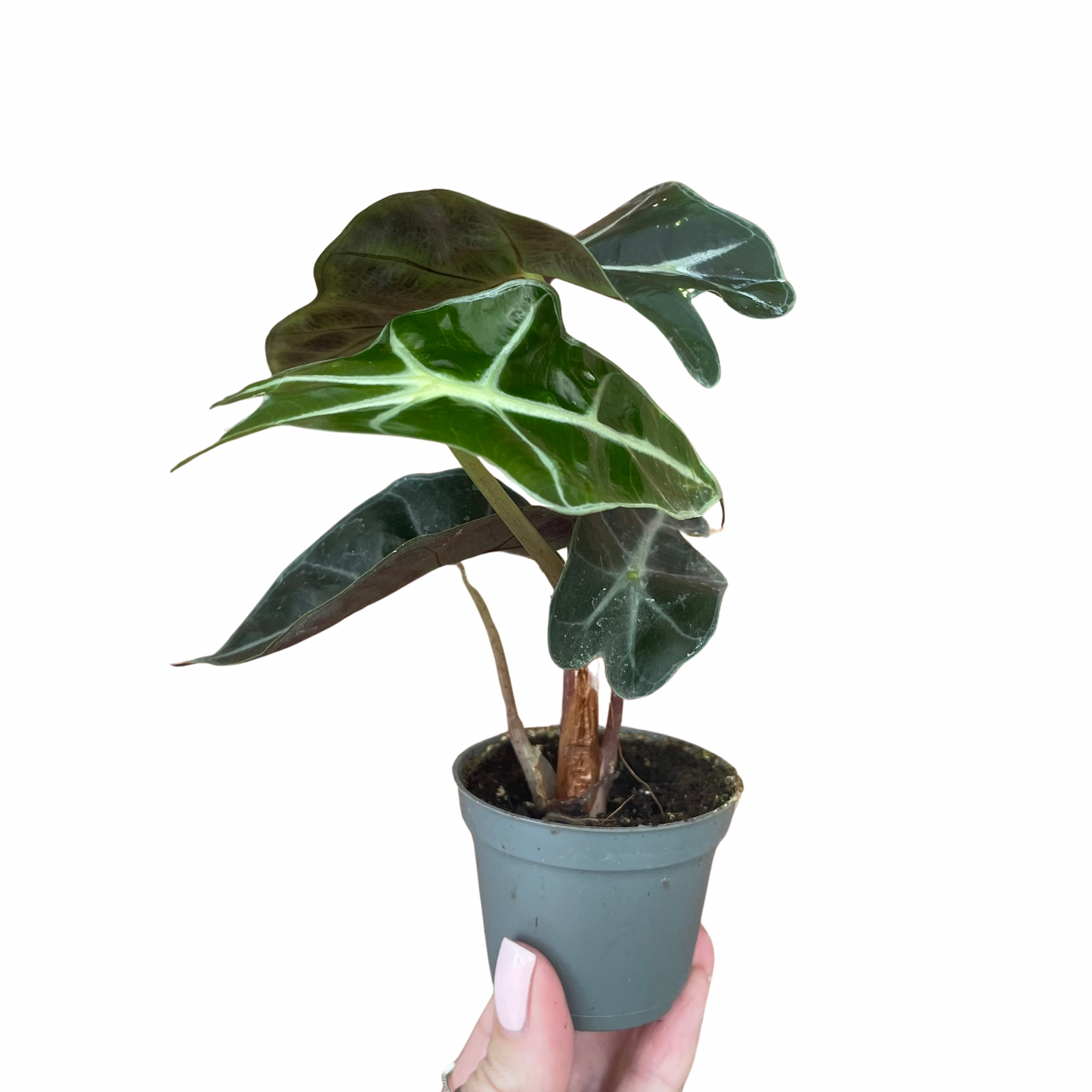 Baby Alocasia Polly/Curly Bambino