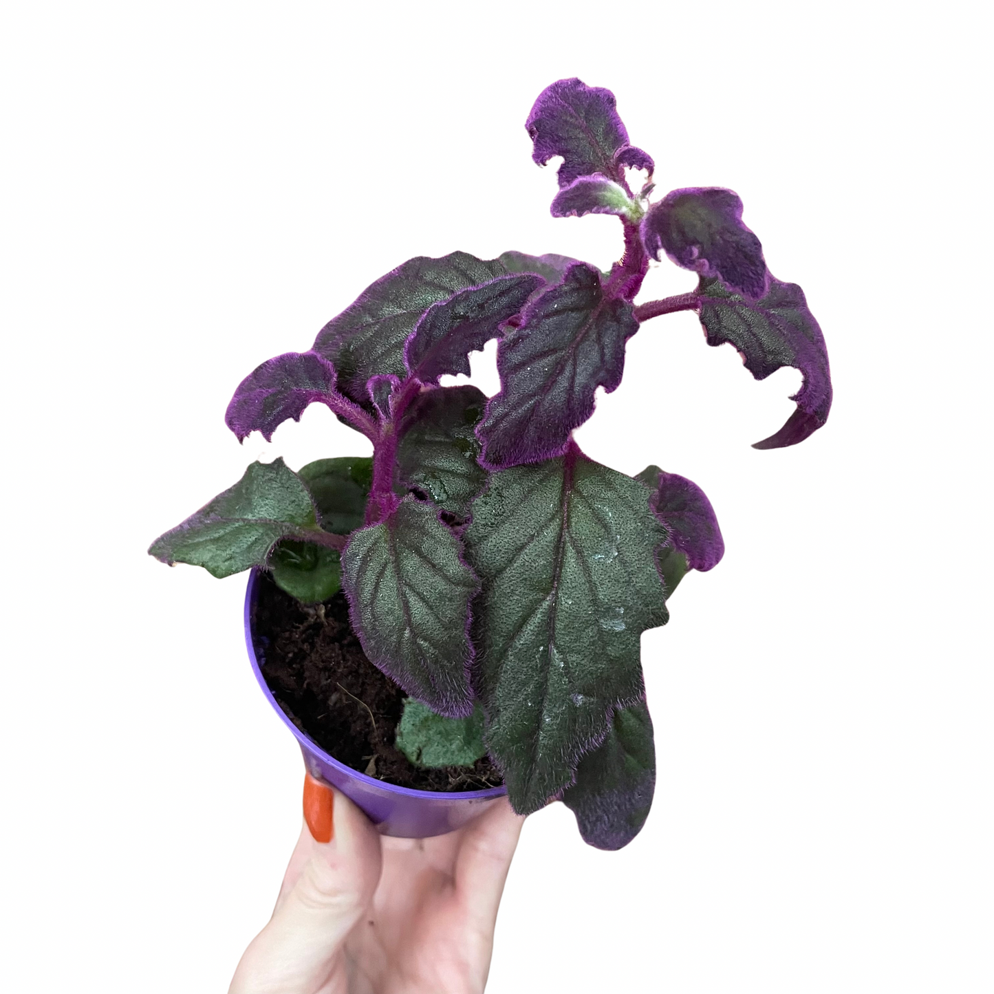 Purple Passion Gynura Aurantiaca