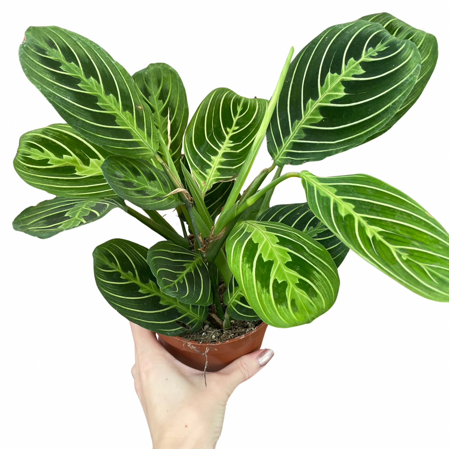Maranta Lemon Lime Prayer Plant
