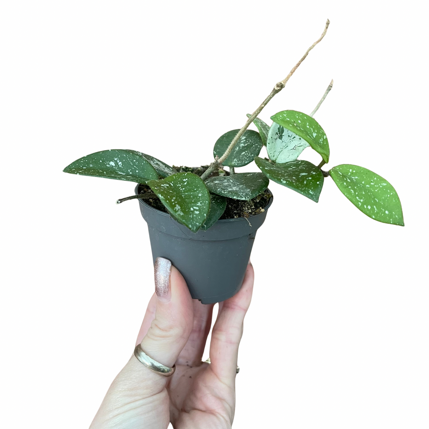 Baby Hoya Mathilde Splash