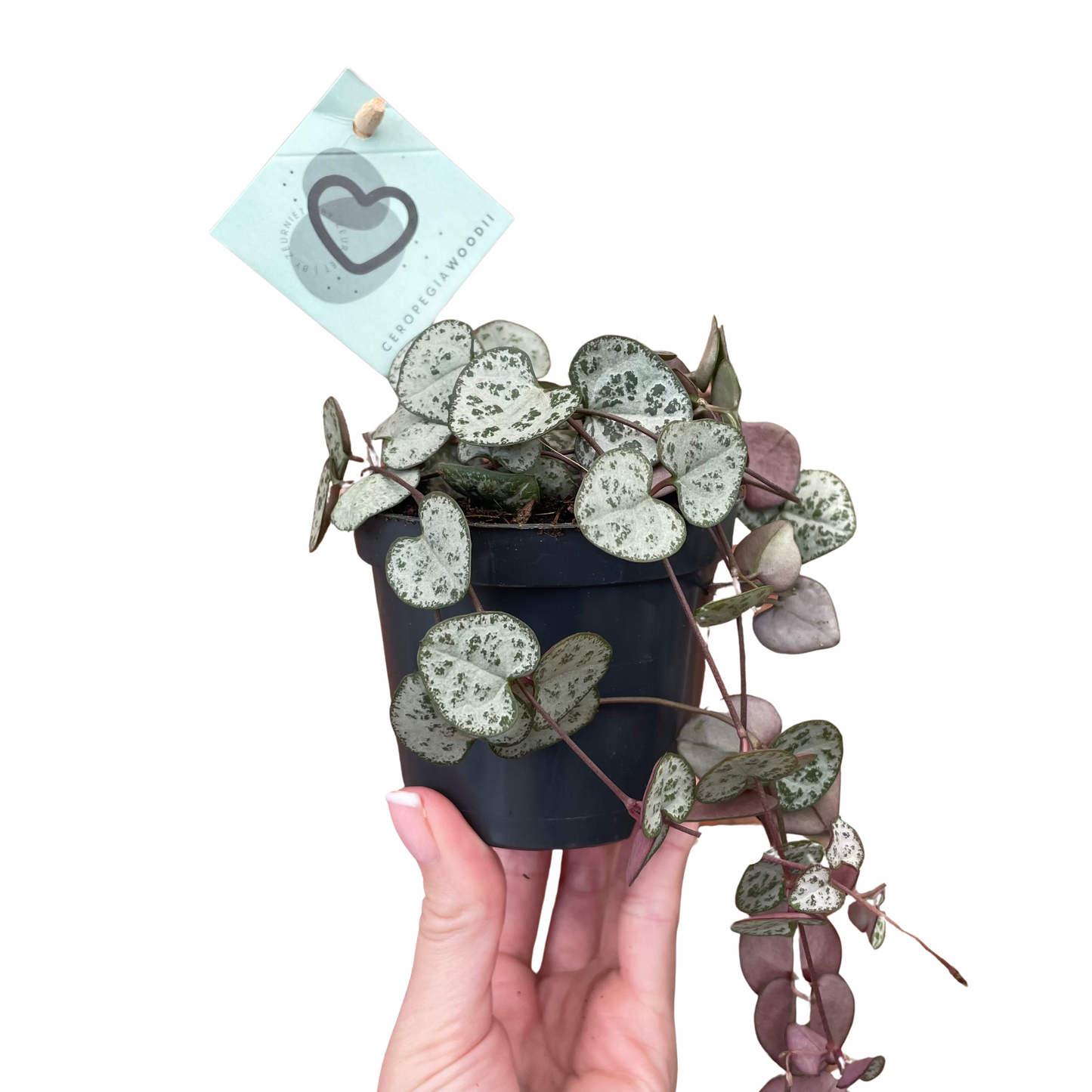 String Of Hearts Ceropegia Woodii 8.5cm