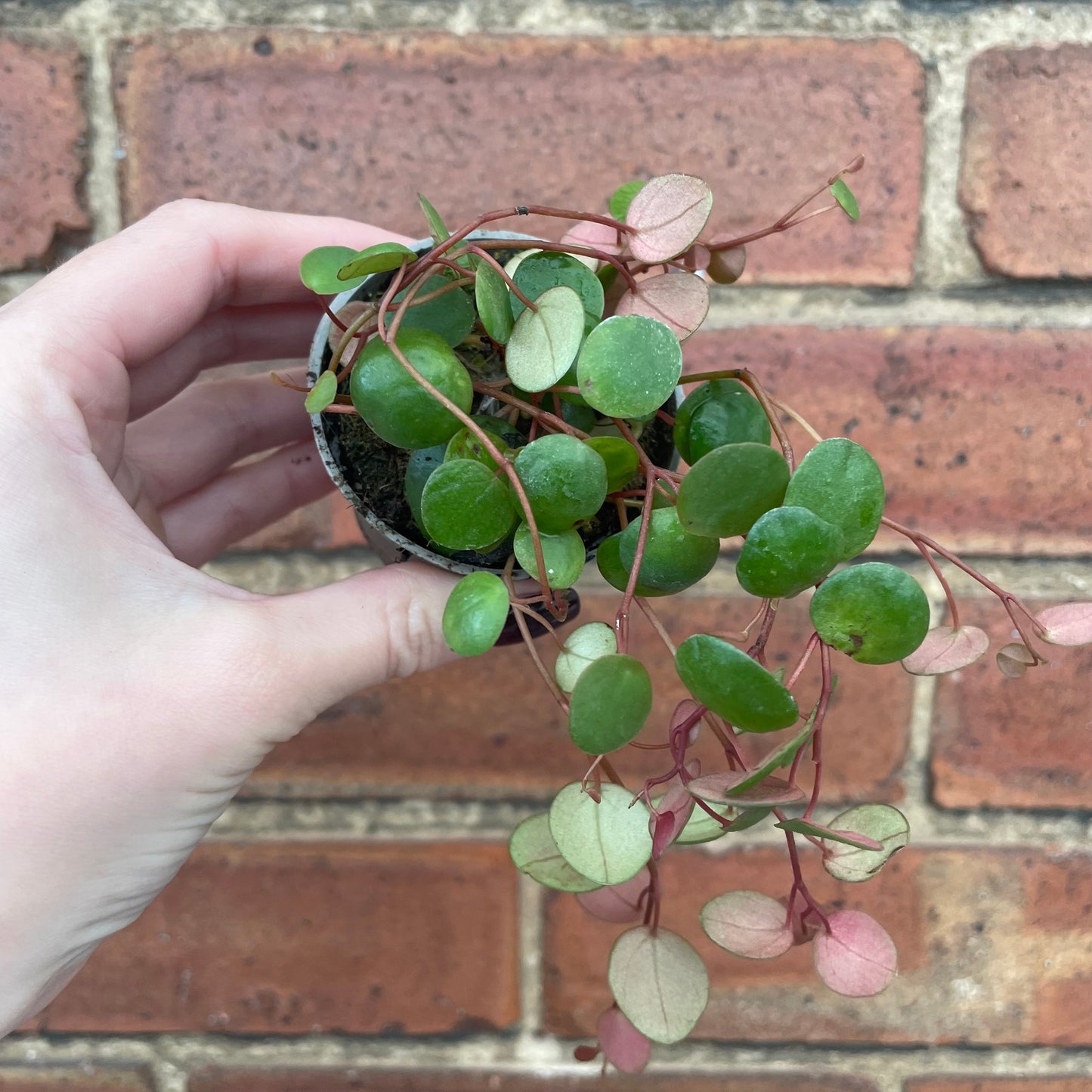 #houseplant## - #plantbaby#