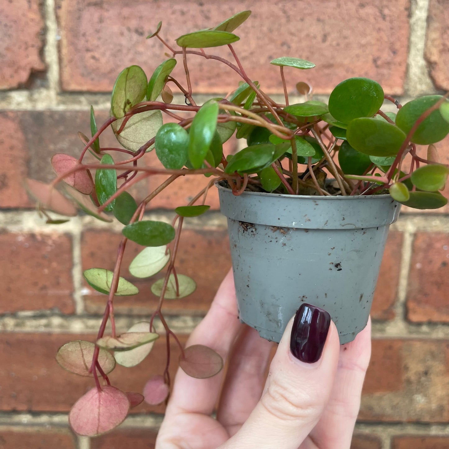 #houseplant## - #plantbaby#