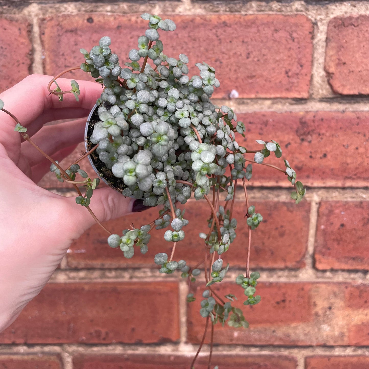 #houseplant## - #plantbaby#