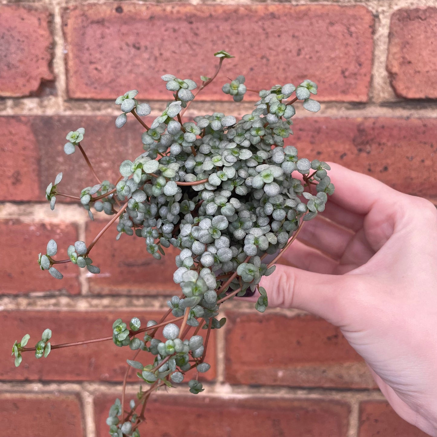 #houseplant## - #plantbaby#