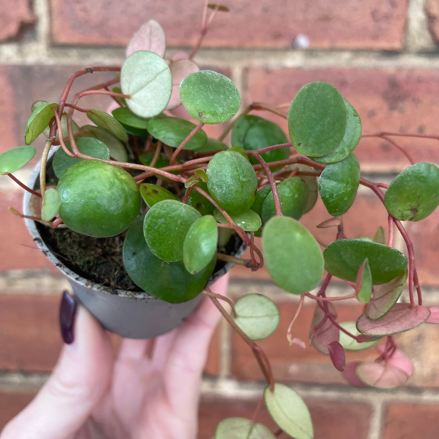 #houseplant## - #plantbaby#