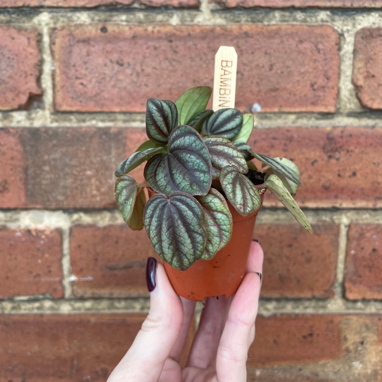 #houseplant## - #plantbaby#