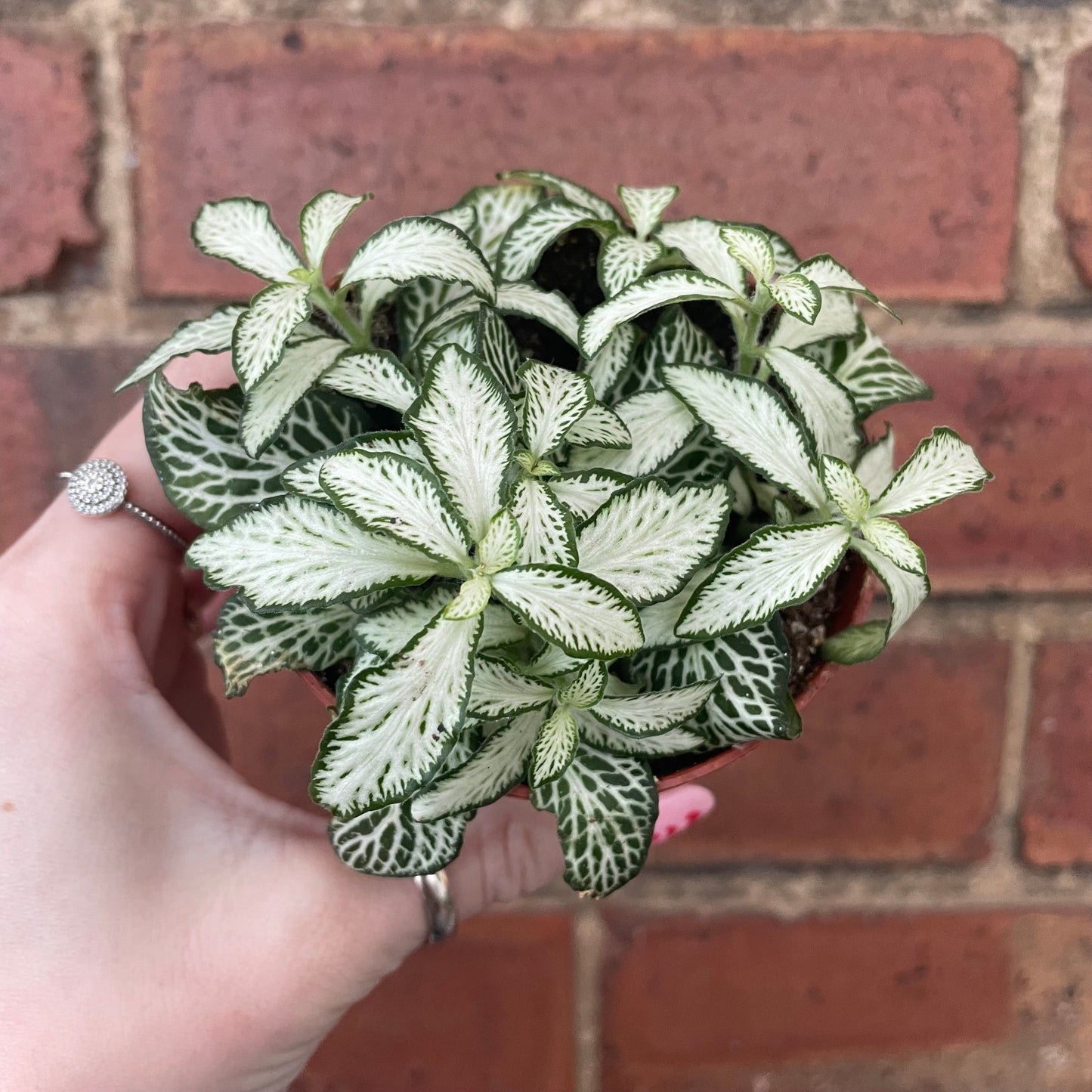 #houseplant## - #plantbaby#