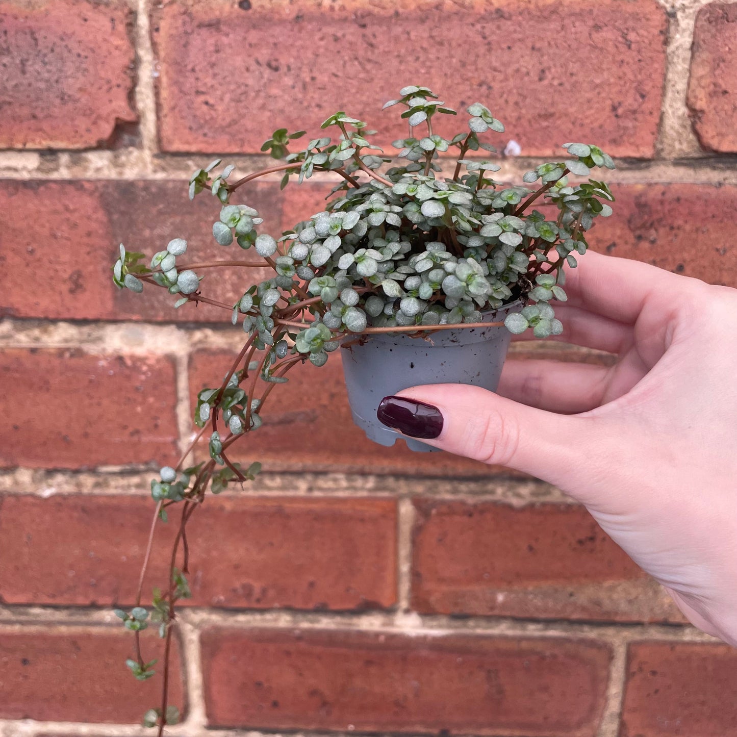 #houseplant## - #plantbaby#