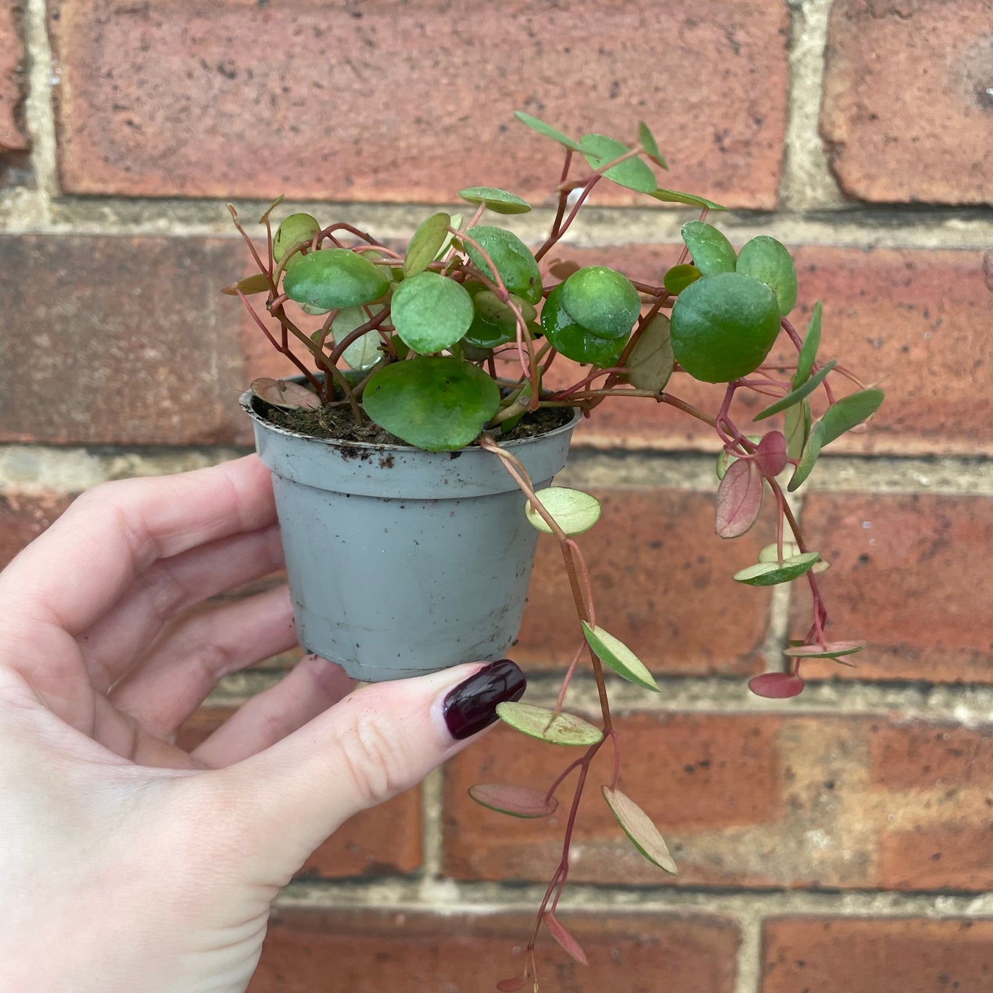 #houseplant## - #plantbaby#