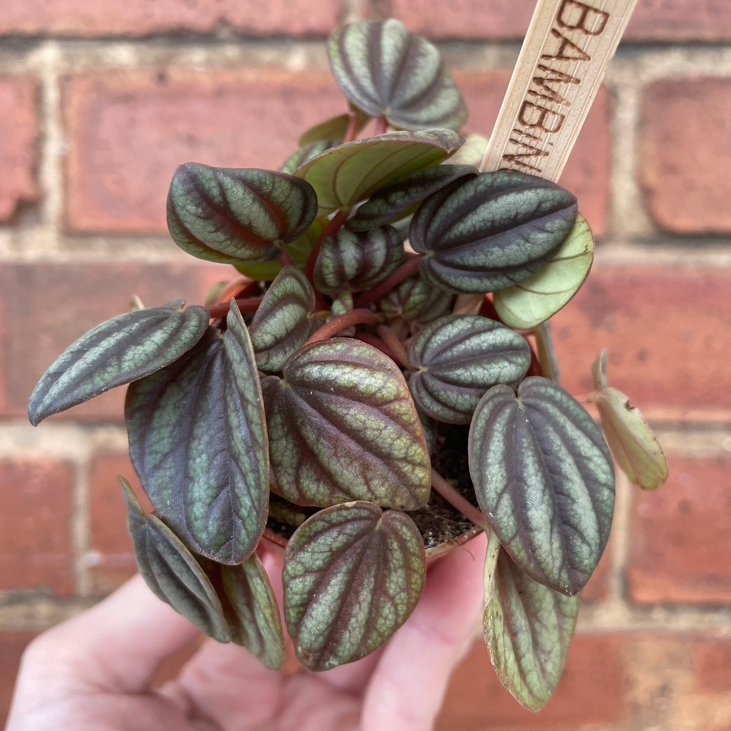 #houseplant## - #plantbaby#