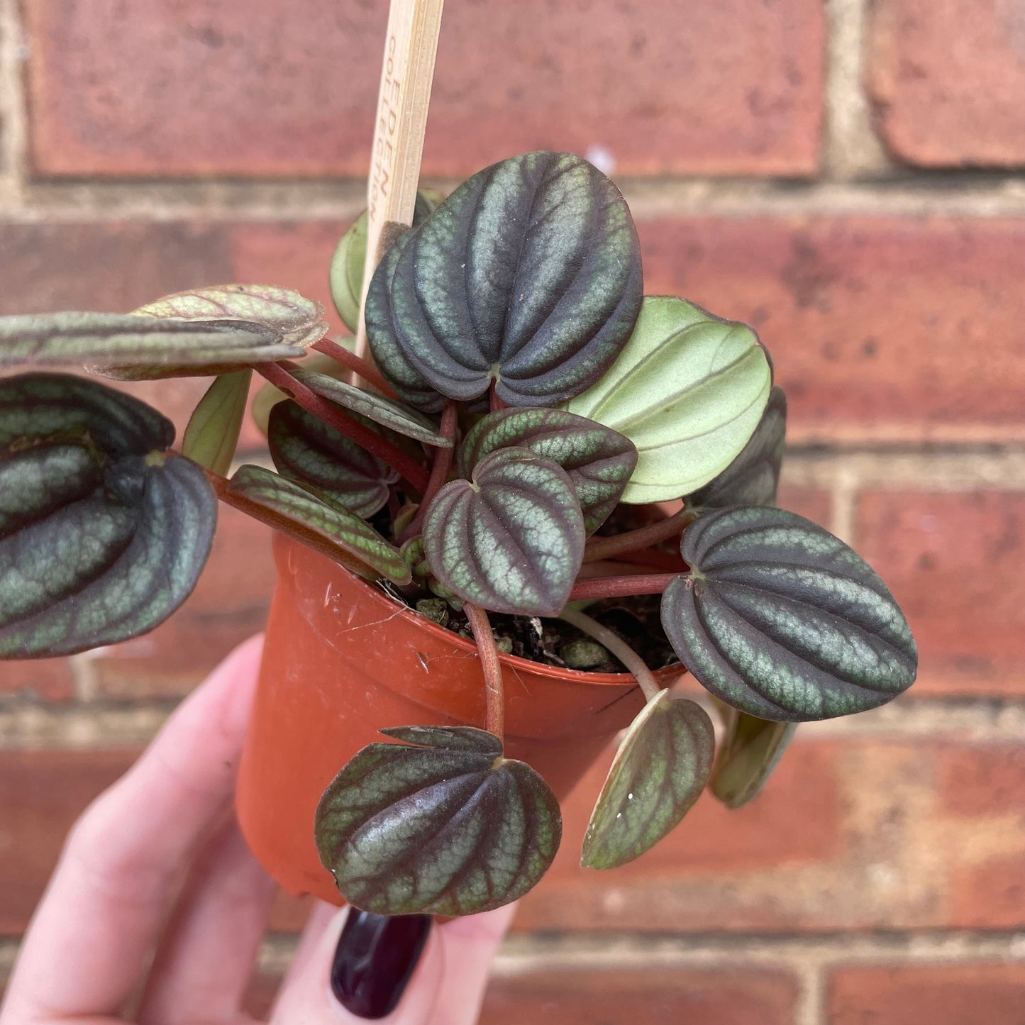 #houseplant## - #plantbaby#