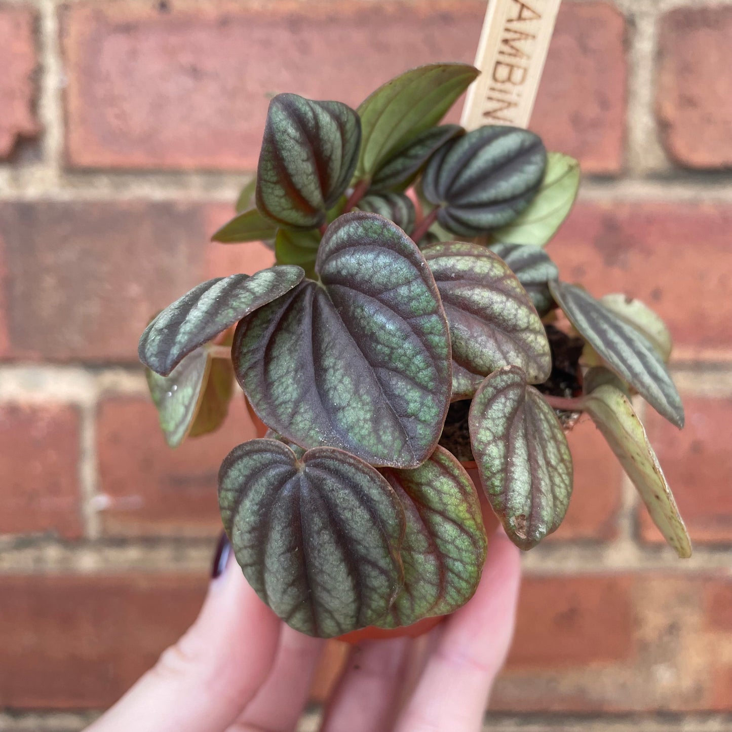 #houseplant## - #plantbaby#