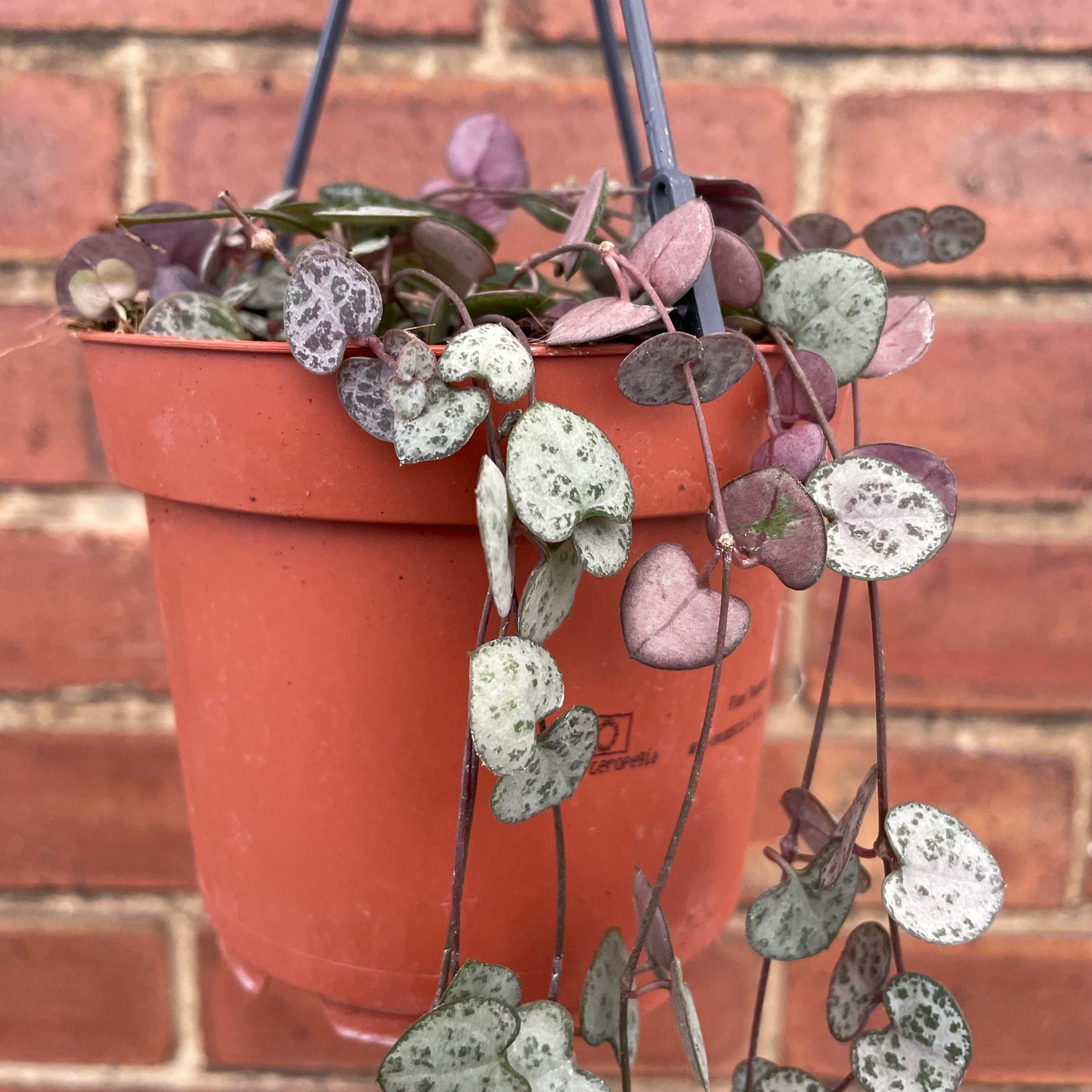 #houseplant## - #plantbaby#