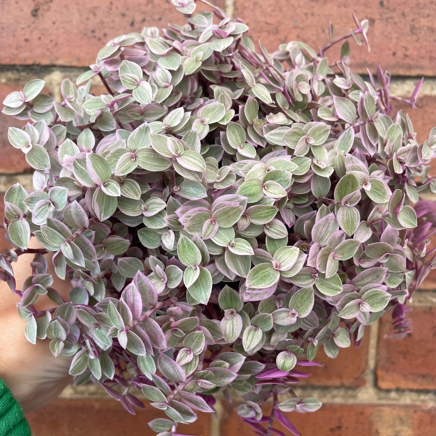 #houseplant## - #plantbaby#