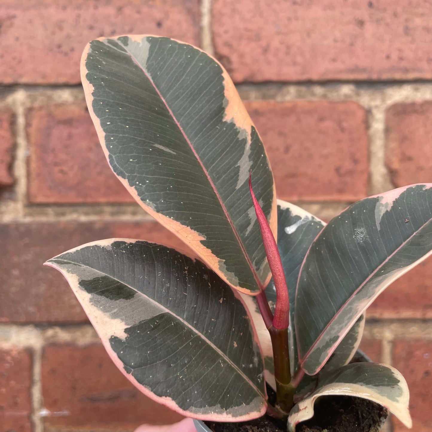 #houseplant## - #plantbaby#