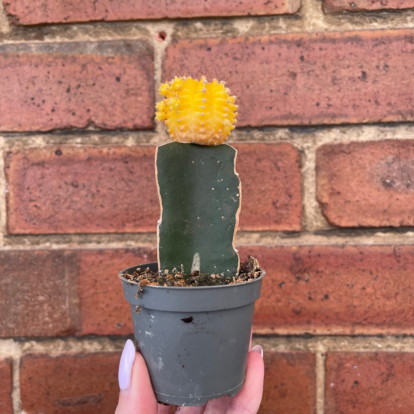 #houseplant## - #plantbaby#