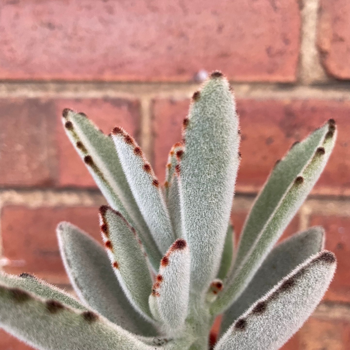 #houseplant## - #plantbaby#