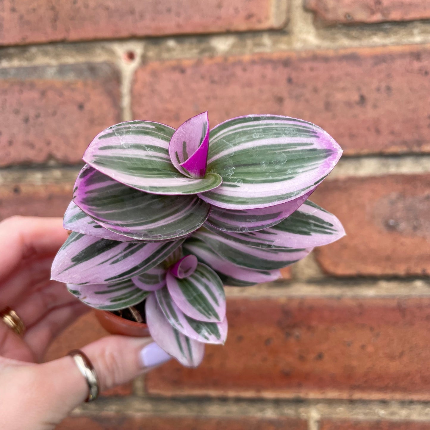 #houseplant## - #plantbaby#