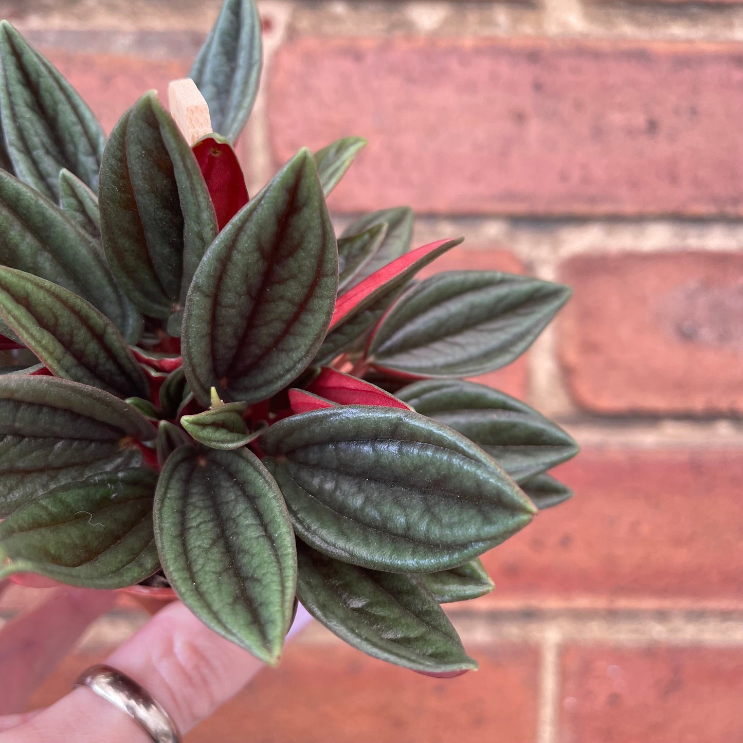 #houseplant## - #plantbaby#