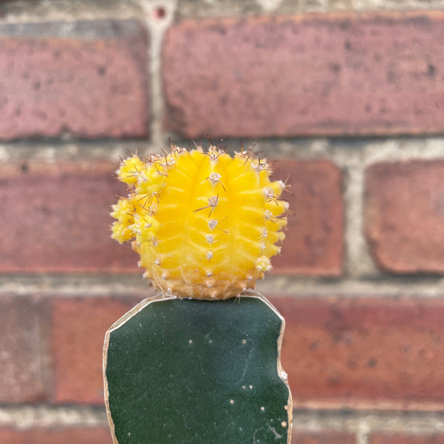 #houseplant## - #plantbaby#