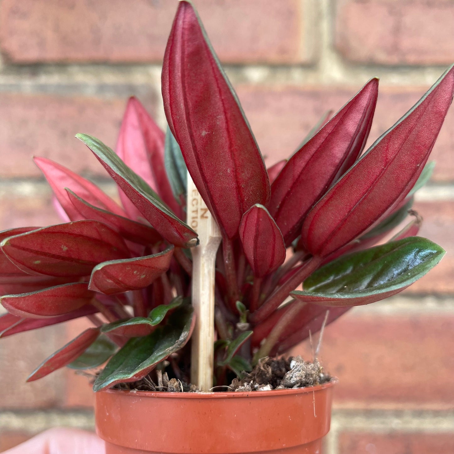 #houseplant## - #plantbaby#
