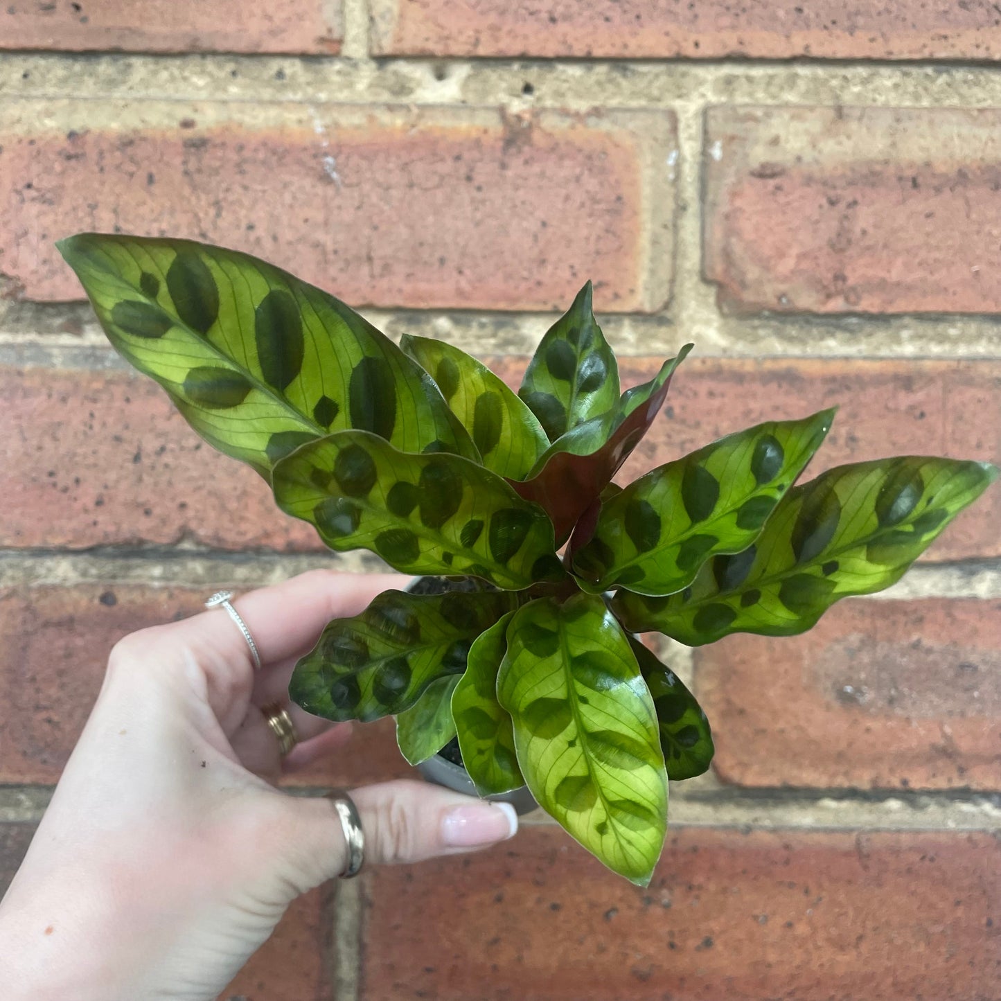 #houseplant## - #plantbaby#
