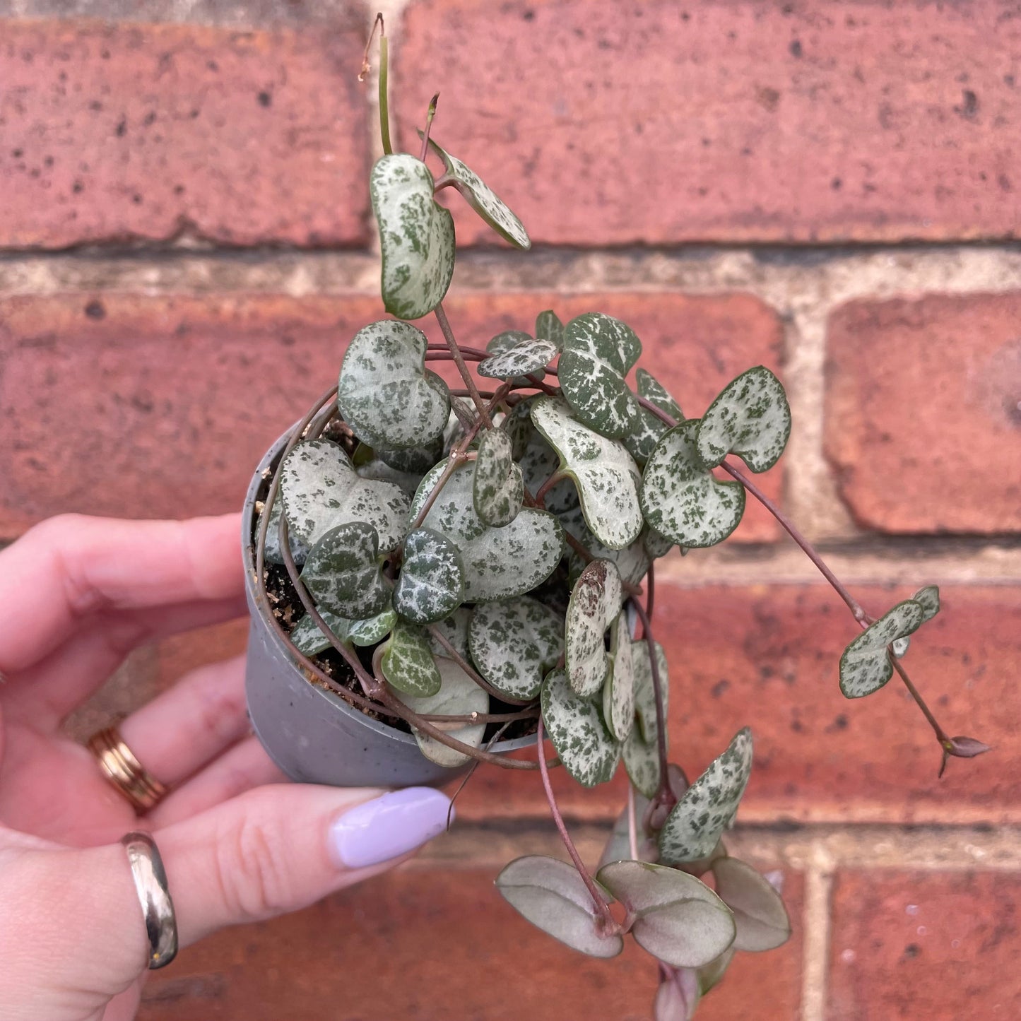 #houseplant## - #plantbaby#