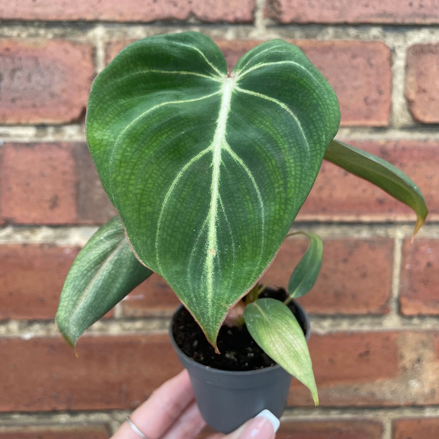 #houseplant## - #plantbaby#