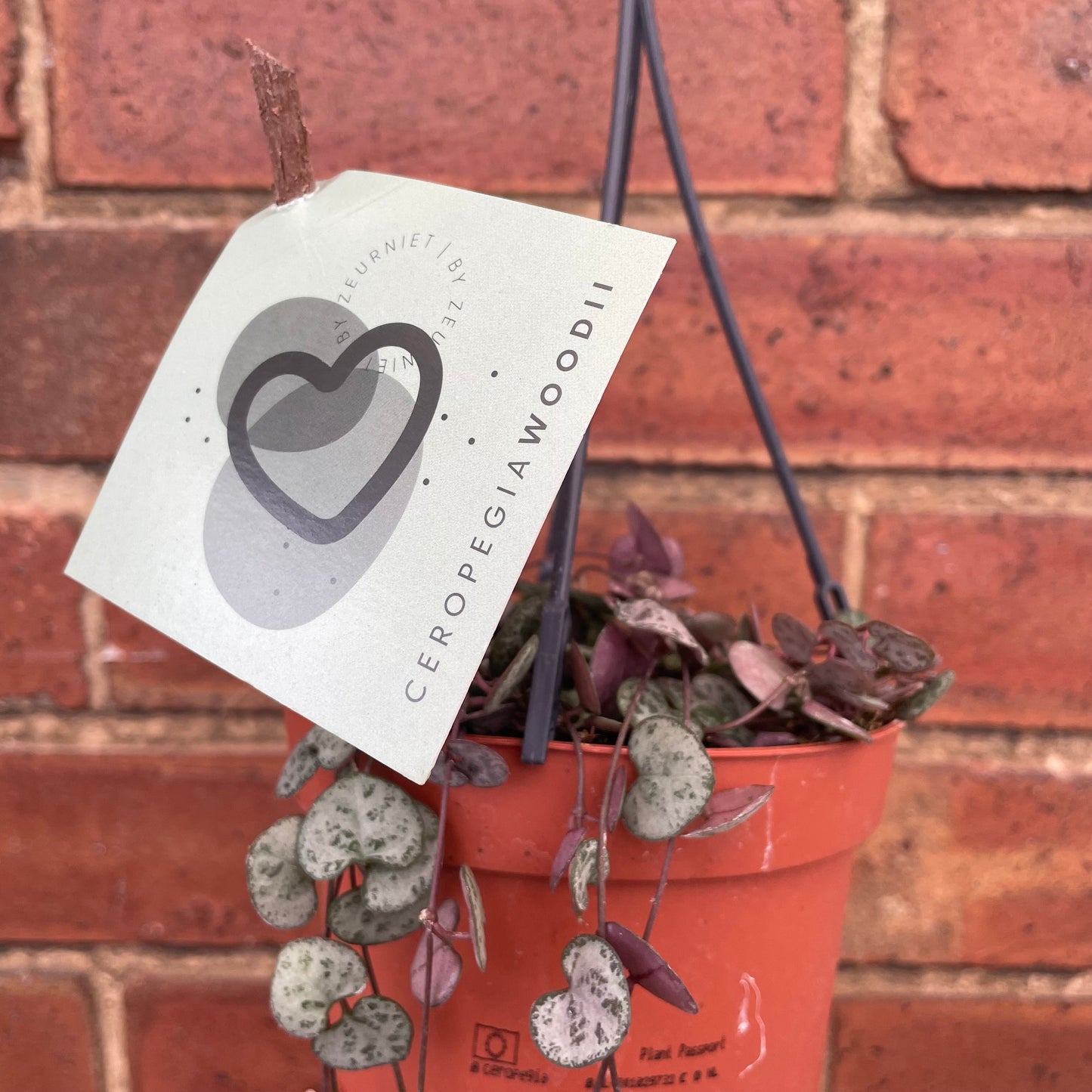 #houseplant## - #plantbaby#