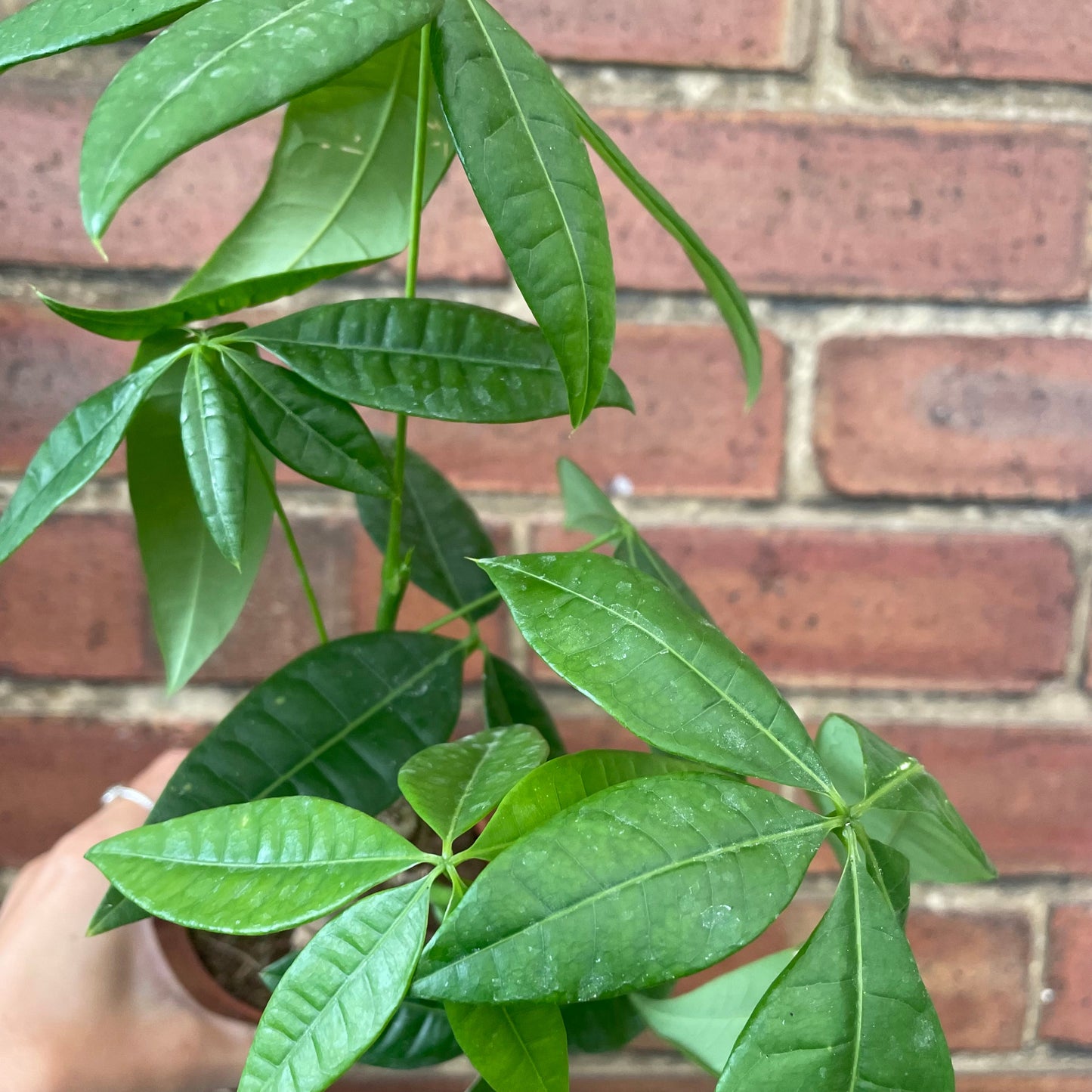 #houseplant## - #plantbaby#
