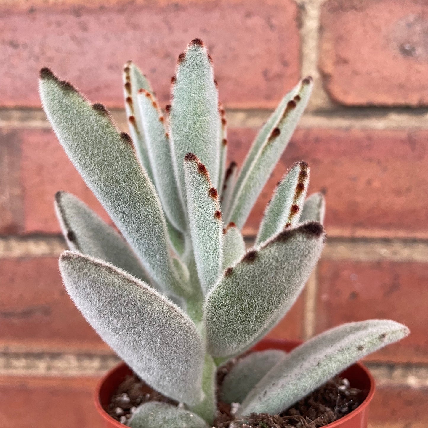 #houseplant## - #plantbaby#
